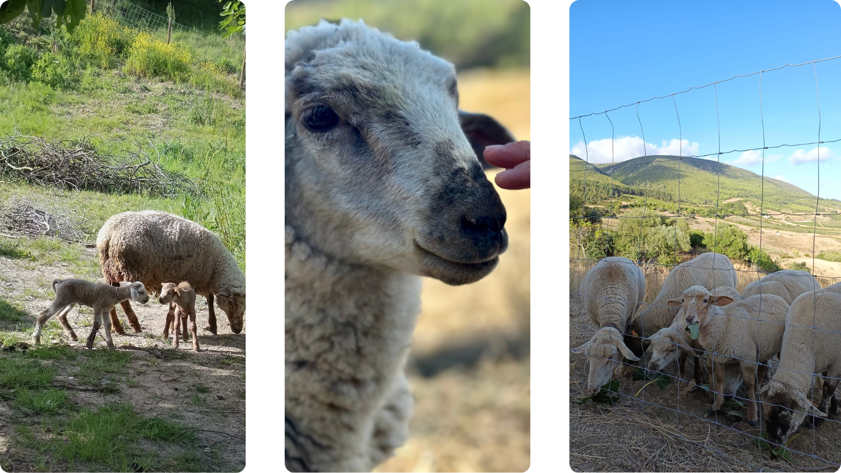 Animais da Quinta Figaradeiro