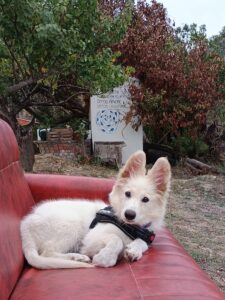 Animais da Quinta Figaradeiro